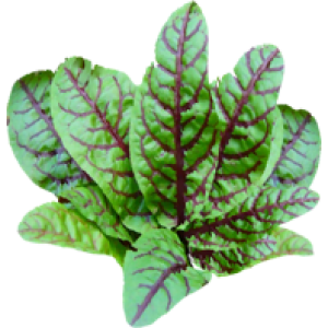 Oseille sanguine