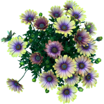 Osteospermum