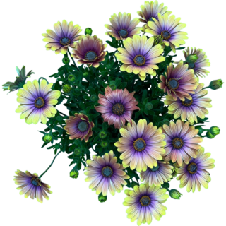 Osteospermum