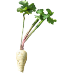 Panais