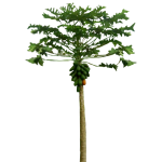 Papayer