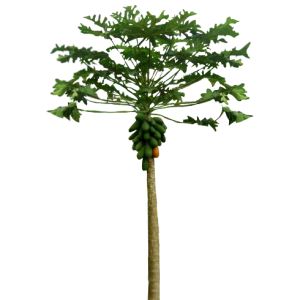 Papayer