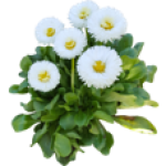 Paquerette double