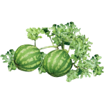 Pastèque