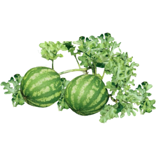 Pastèque