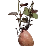 Patate douce 2
