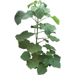 Paulownia