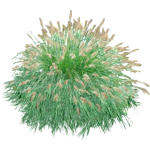 Pennisetum alopecuroides