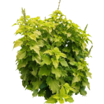 Périlla vert