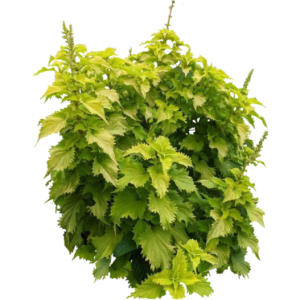 Périlla vert