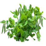 Petit pois