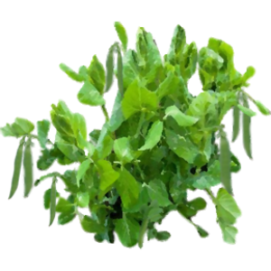 Petit pois