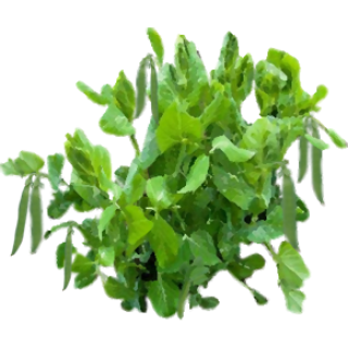 Petit pois