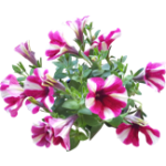 Pétunia