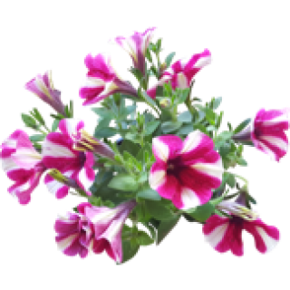 Pétunia