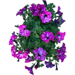 Pétunia pink sky