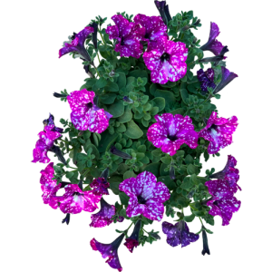 Pétunia pink sky