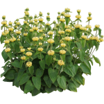 Phlomis de Russell