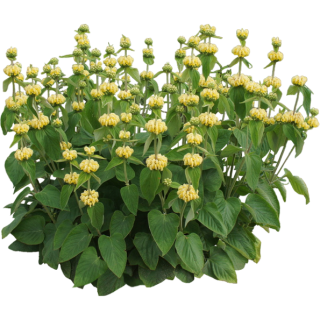 Phlomis Purpera
