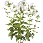 Phlox paniculé