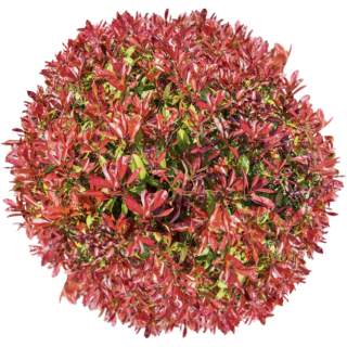 Photinia 2