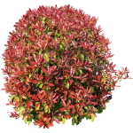 Photinia