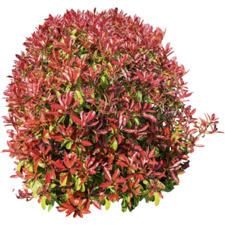 Photinia
