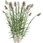 Phragmites