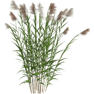 Phragmites