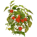 Physalis