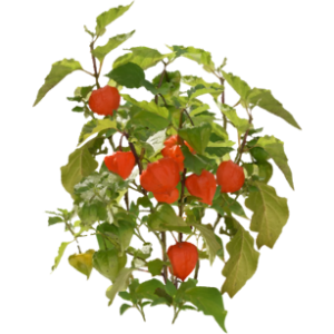 Physalis