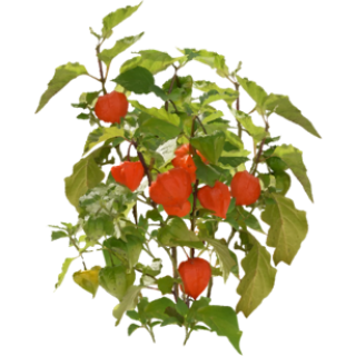 Physalis