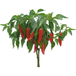 Piment