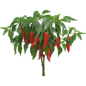 Piment