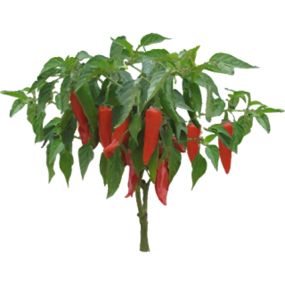 Piment