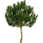Pin parasol