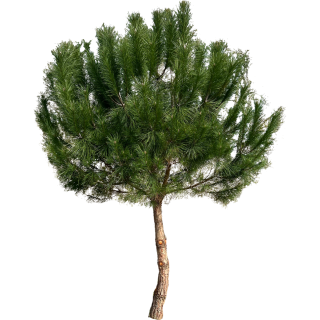 Pin parasol