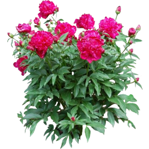 Pivoine
