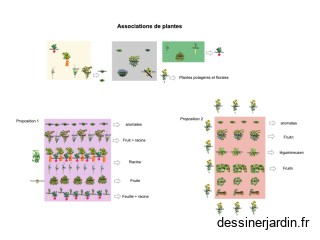 Association de plante
