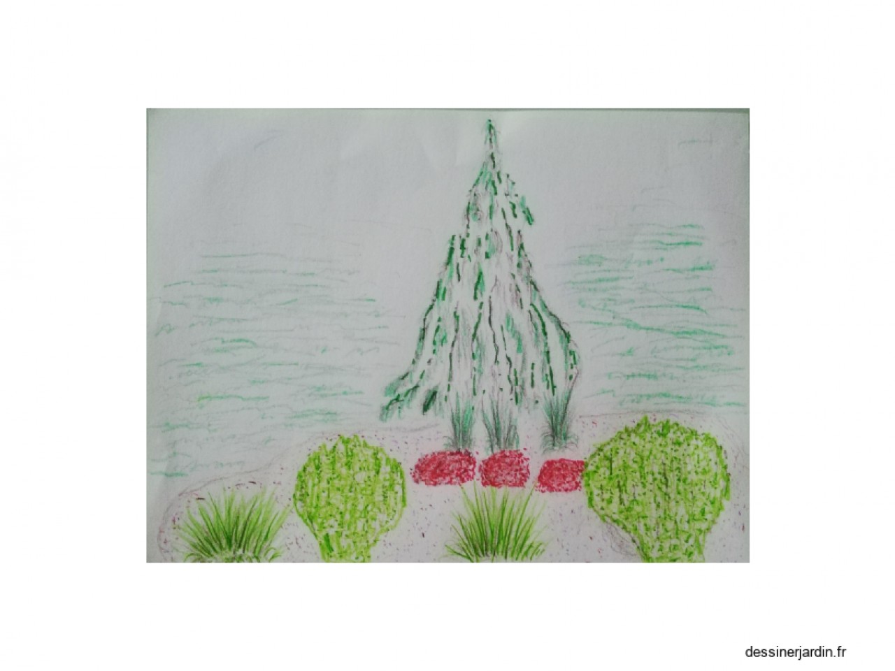 dessin conifere