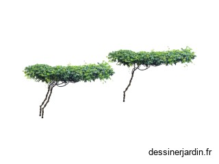 TOIT TERRASSE VEGETALISE