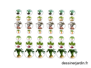 legume fruit 1