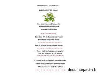 Framcoisier coupe 