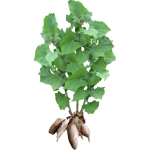 Poire de terre