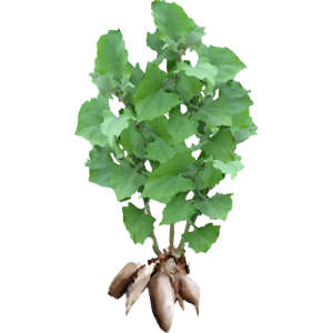 Poire de terre