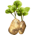 Pomme de terre