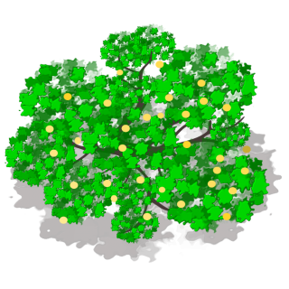 Pommier 2