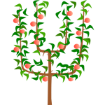 Pommier palmette Verrier