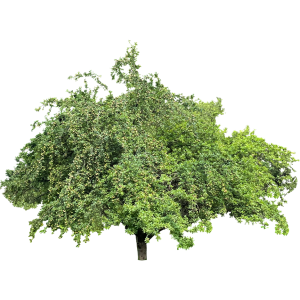 Pommier sauvage