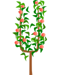 Pommier en U simple